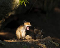 Fuchs - Zum Vergroessern klicken!